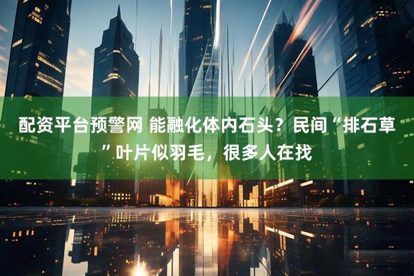 配资平台预警网 能融化体内石头？民间“排石草”叶片似羽毛，很多人在找